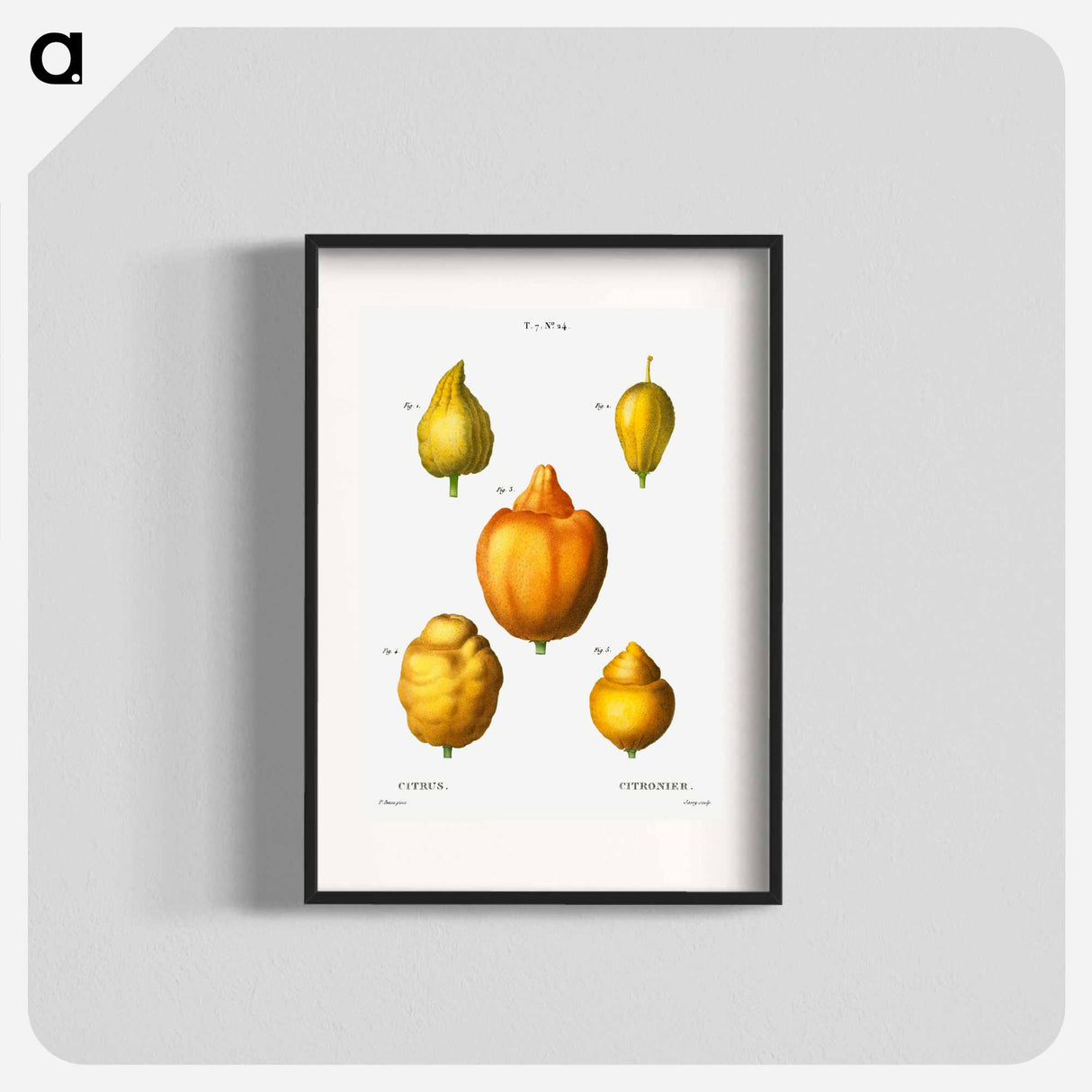 Various shapes of citrus - ピエール ジョゼフ ルドゥーテ Poster.