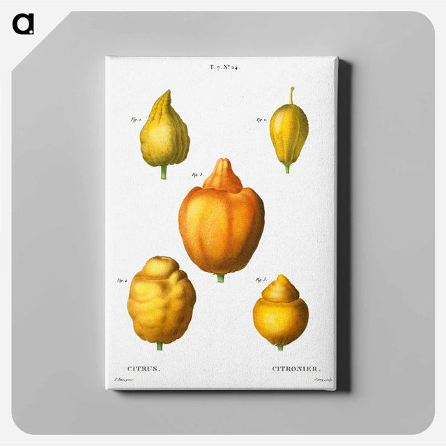 アートパネル-Various shapes of citrus - ピエール ジョゼフ ルドゥーテ Canvas.