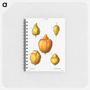 アートメモ帳-Various shapes of citrus - ピエール ジョゼフ ルドゥーテ Memo.