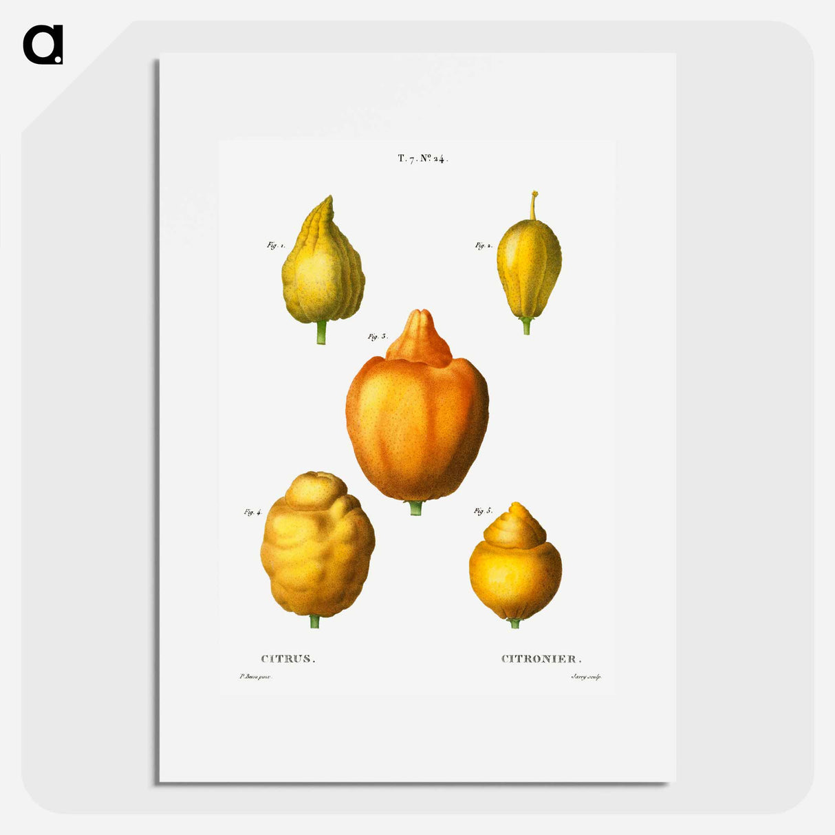 Various shapes of citrus - ピエール ジョゼフ ルドゥーテ Poster.