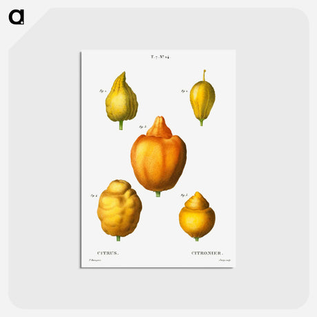アートポストカード-Various shapes of citrus - ピエール ジョゼフ ルドゥーテ Postcard.
