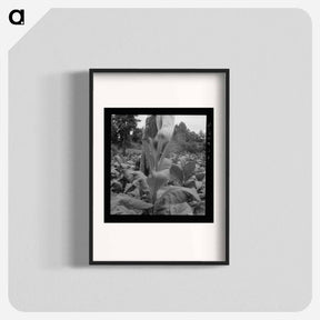 アートポスター-Untitled photo, possibly related to: tenant topping tobacco. Person County, North Carolina - ドロテア ラング Poster.