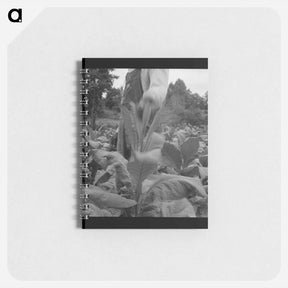 アートメモ帳-Untitled photo, possibly related to: tenant topping tobacco. Person County, North Carolina - ドロテア ラング Memo.