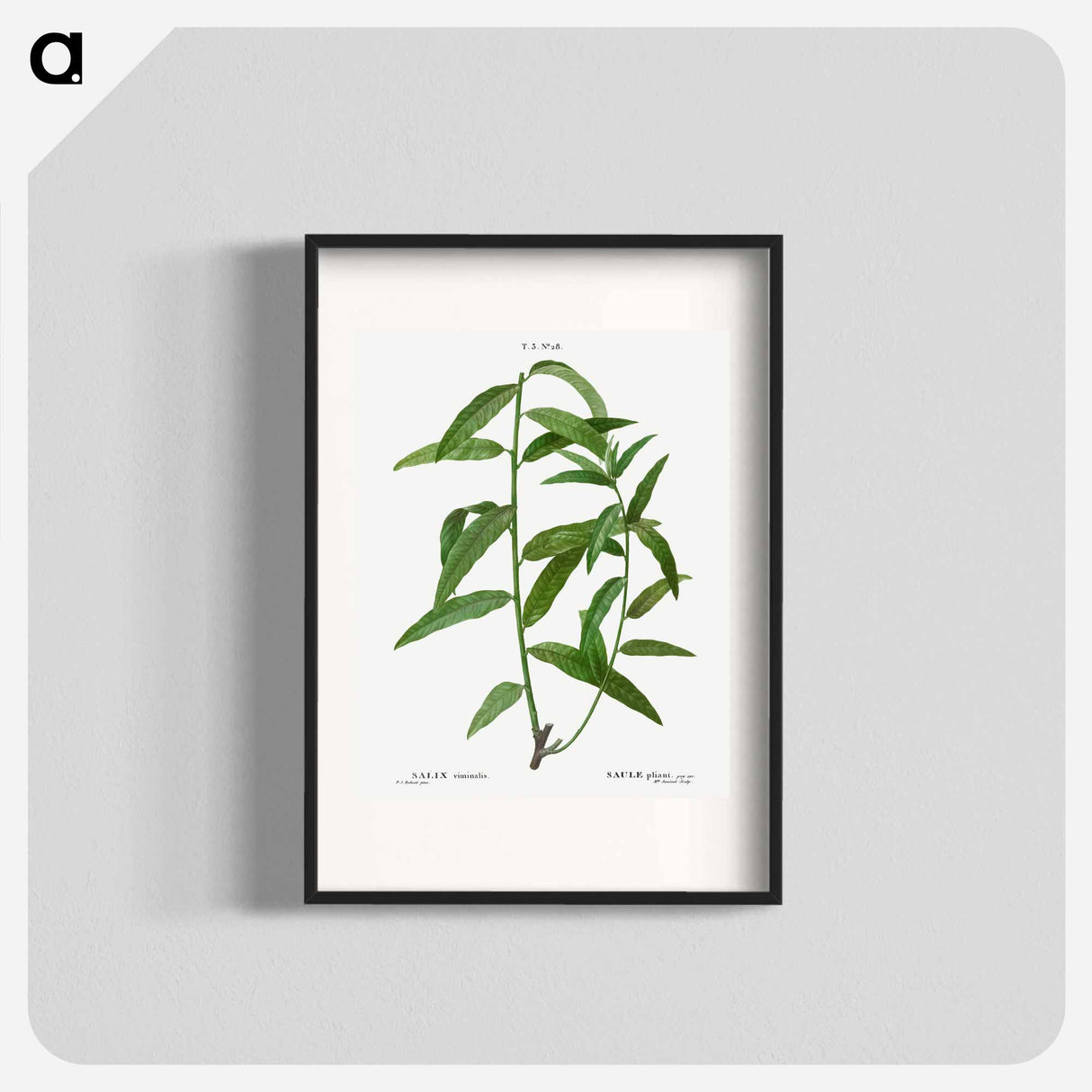 Basket willow - Pierre Joseph Redouté Poster.