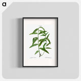 Basket willow - Pierre Joseph Redouté Poster.