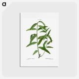 アートポストカード-Basket willow - ピエール ジョゼフ ルドゥーテ Postcard.