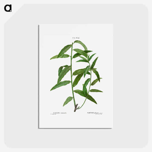 アートポストカード-Basket willow - ピエール ジョゼフ ルドゥーテ Postcard.