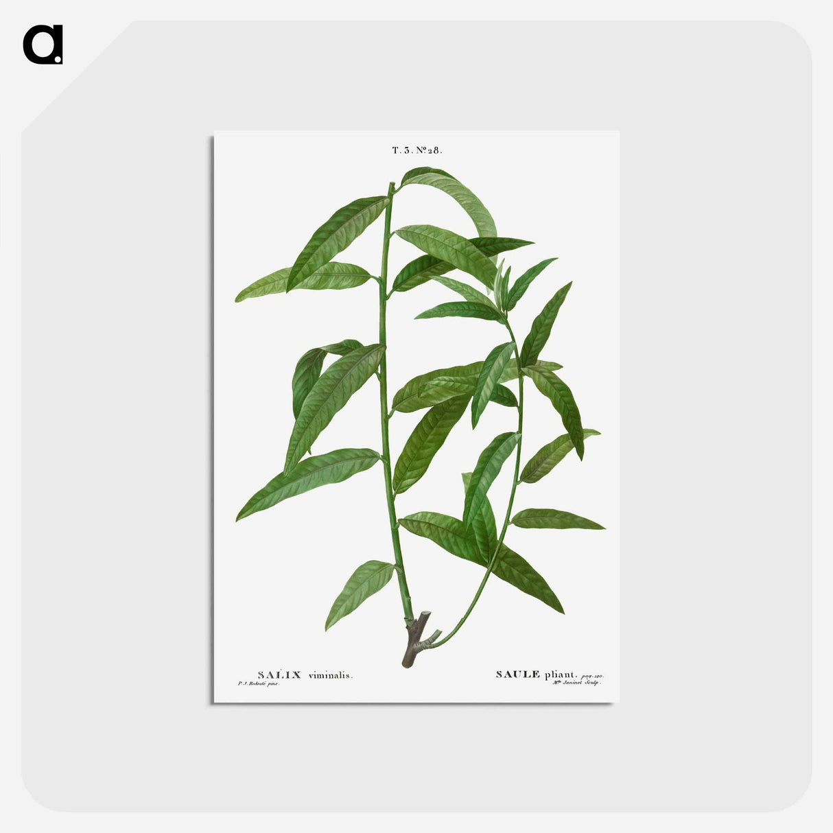 アートポストカード-Basket willow - ピエール ジョゼフ ルドゥーテ Postcard.