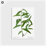 アートポストカード-Basket willow - ピエール ジョゼフ ルドゥーテ Postcard.