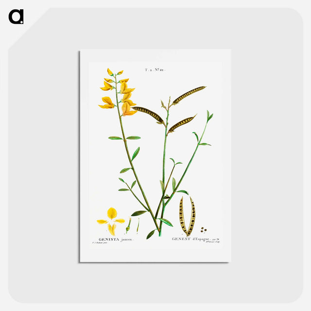 アートポストカード-Spanish broom - ピエール ジョゼフ ルドゥーテ Postcard.