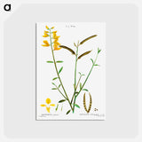 アートポストカード-Spanish broom - ピエール ジョゼフ ルドゥーテ Postcard.