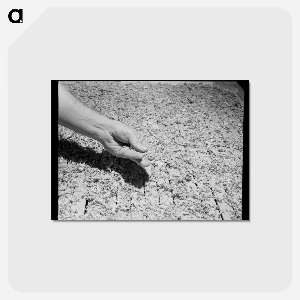 アートポストカード-Dehydrated Cabbage Quality
 - ラッセル リー Postcard.