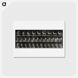 アートポストカード-Nude Smoker
 - エドワード マイブリッジ Postcard.