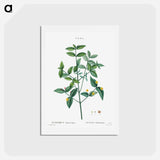 アートポストカード-American strawberry - ピエール ジョゼフ ルドゥーテ Postcard.