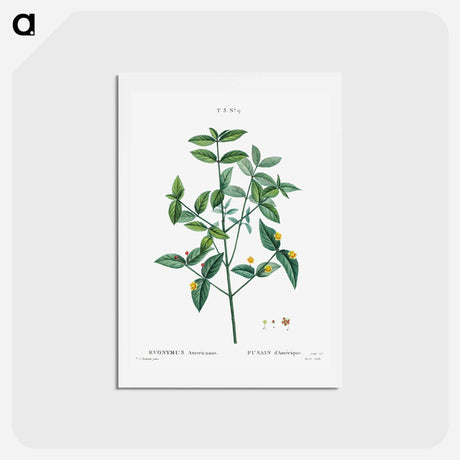 アートポストカード-American strawberry - ピエール ジョゼフ ルドゥーテ Postcard.