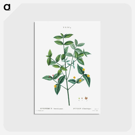 アートポストカード-American strawberry - ピエール ジョゼフ ルドゥーテ Postcard.