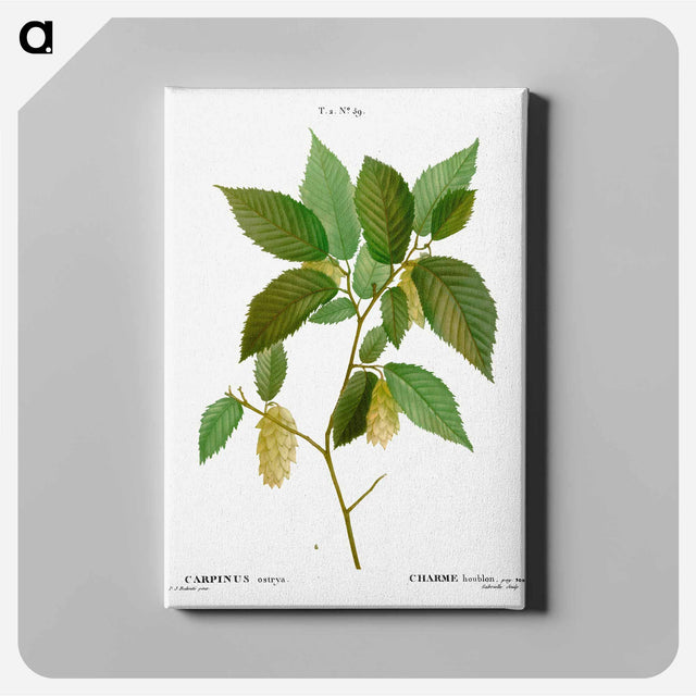 アートパネル-American hophornbeam - ピエール ジョゼフ ルドゥーテ Canvas.