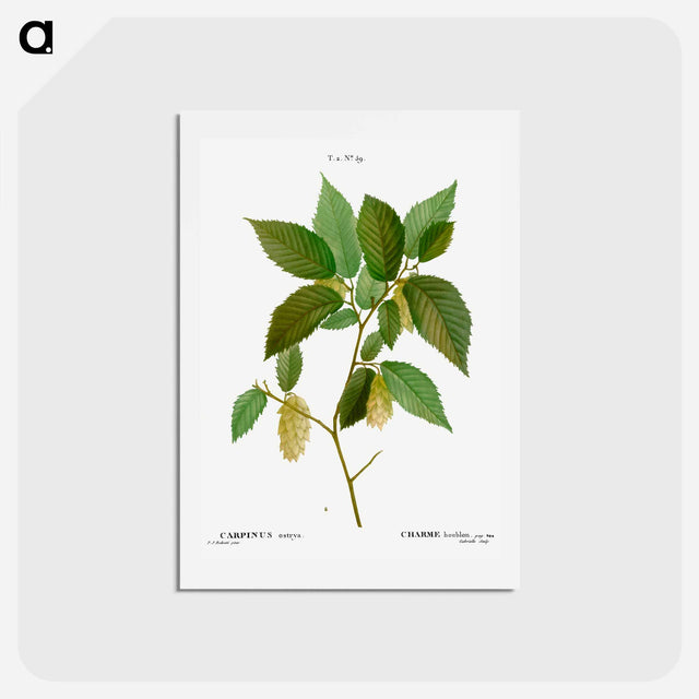 アートポストカード-American hophornbeam - ピエール ジョゼフ ルドゥーテ Postcard.
