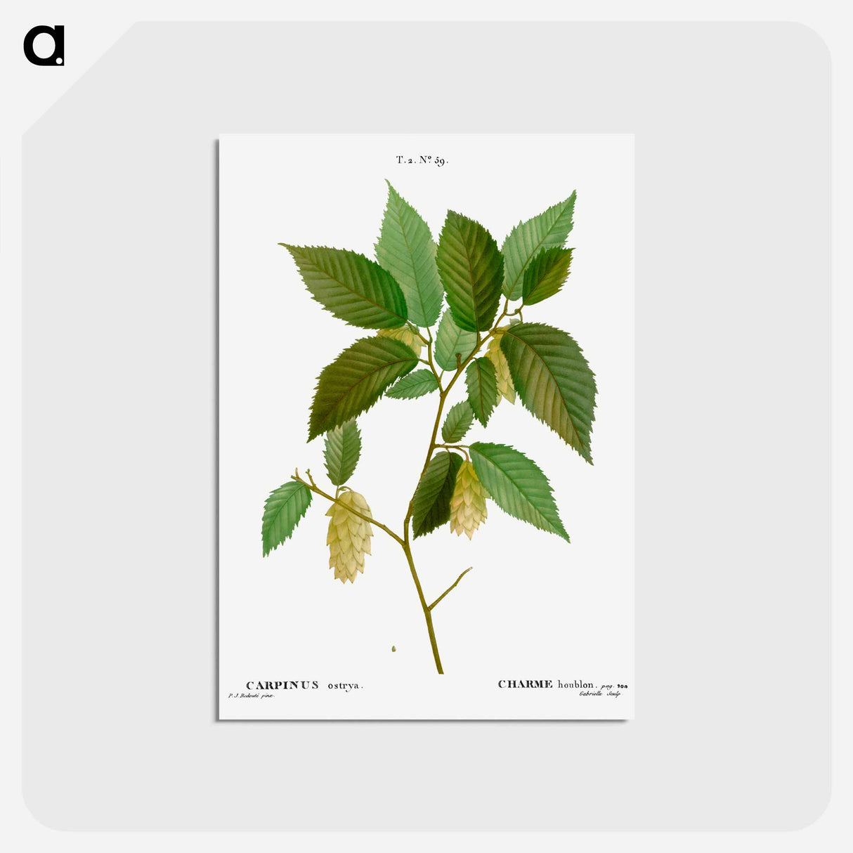 アートポストカード-American hophornbeam - ピエール ジョゼフ ルドゥーテ Postcard.