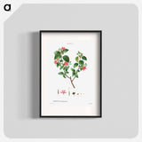 Crossberry (Grewia occidentalis) - Pierre Joseph Redouté Poster.
