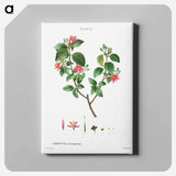 アートパネル-Crossberry (Grewia occidentalis) - ピエール ジョゼフ ルドゥーテ Canvas.