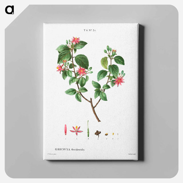 アートパネル-Crossberry (Grewia occidentalis) - ピエール ジョゼフ ルドゥーテ Canvas.