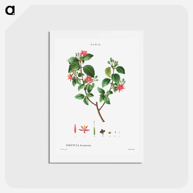 アートポストカード-Crossberry (Grewia occidentalis) - ピエール ジョゼフ ルドゥーテ Postcard.