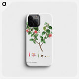 Crossberry (Grewia occidentalis) - ピエール ジョゼフ ルドゥーテ Phone Case.