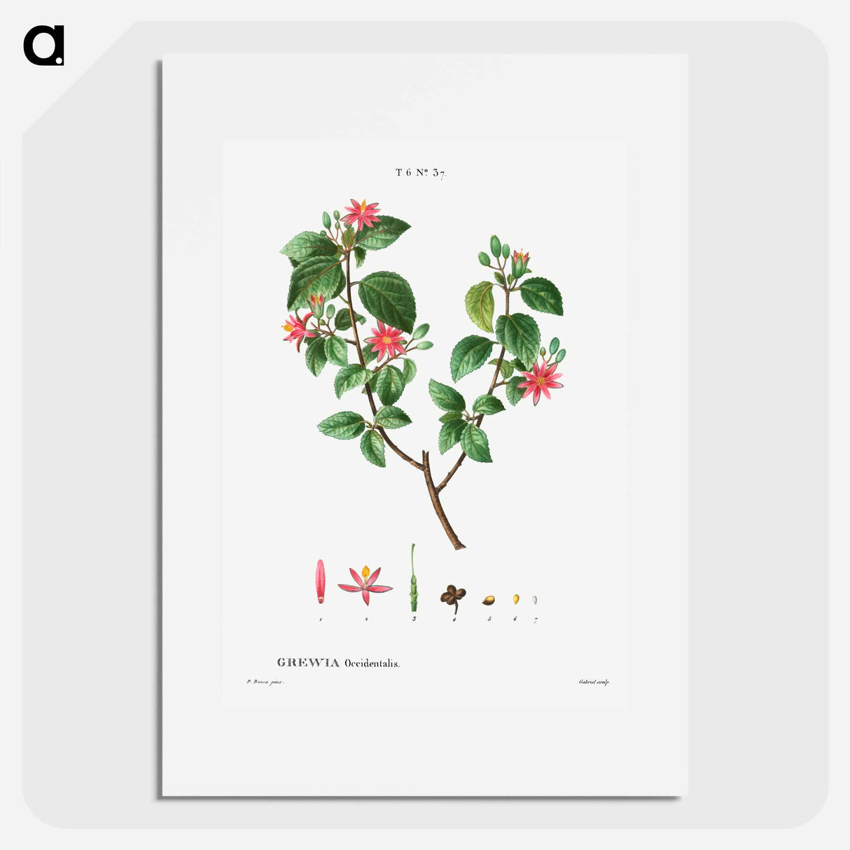 Crossberry (Grewia occidentalis) - Pierre Joseph Redouté Poster.