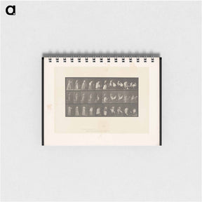 アートメモ帳-Undressing
 - エドワード マイブリッジ Memo.
