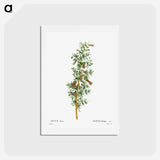 アートポストカード-Lycium Afrum - ピエール ジョゼフ ルドゥーテ Postcard.