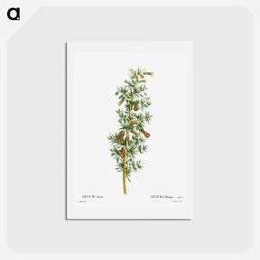 アートポストカード-Lycium Afrum - ピエール ジョゼフ ルドゥーテ Postcard.