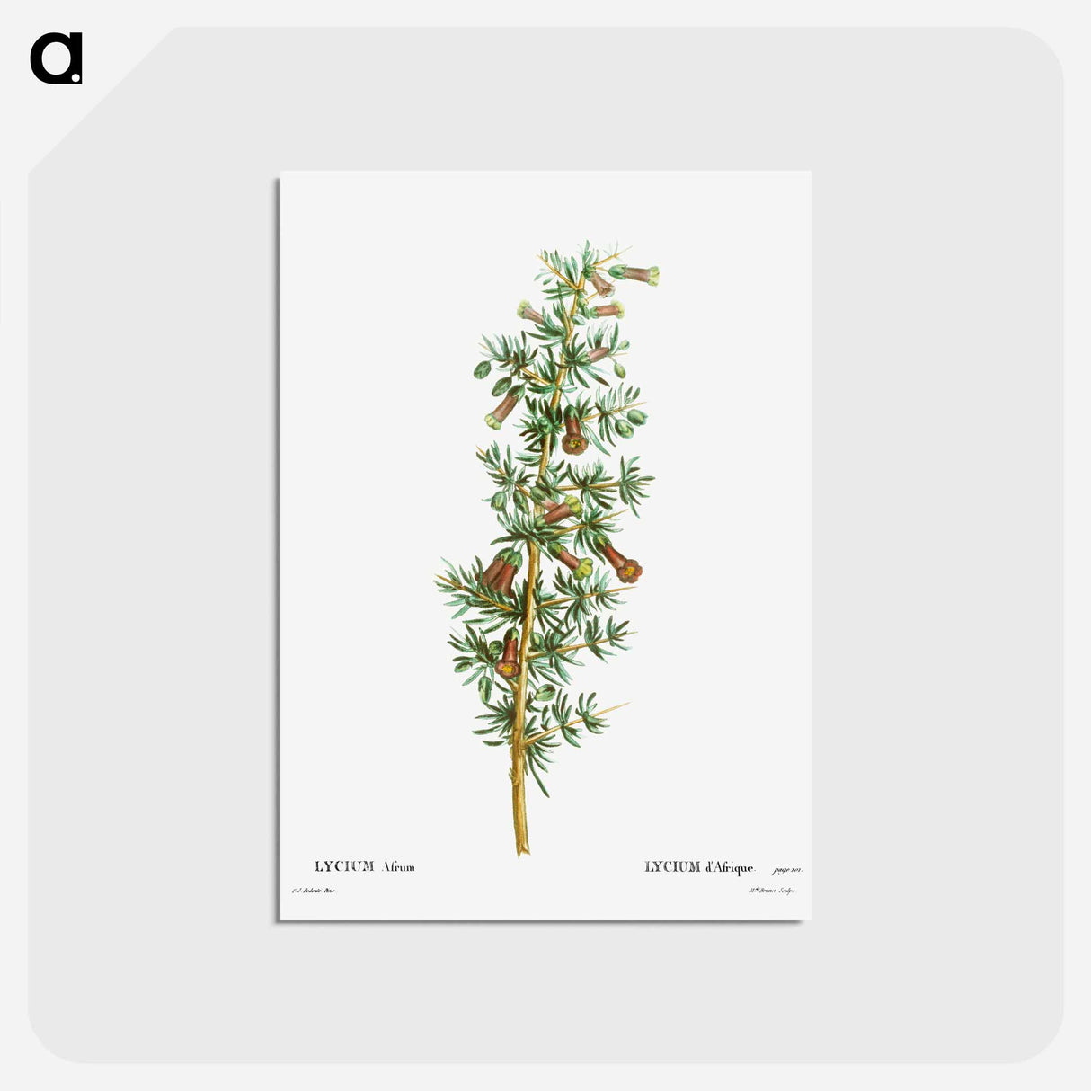 アートポストカード-Lycium Afrum - ピエール ジョゼフ ルドゥーテ Postcard.