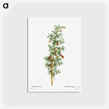 アートポストカード-Lycium Afrum - ピエール ジョゼフ ルドゥーテ Postcard.