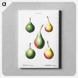 アートパネル-Pear, Pyrus communis - ピエール ジョゼフ ルドゥーテ Canvas.