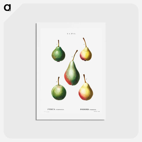 アートポストカード-Pear, Pyrus communis - ピエール ジョゼフ ルドゥーテ Postcard.