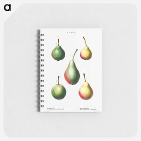 アートメモ帳-Pear, Pyrus communis - ピエール ジョゼフ ルドゥーテ Memo.