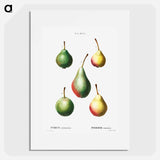 Pear, Pyrus communis - ピエール ジョゼフ ルドゥーテ Poster.