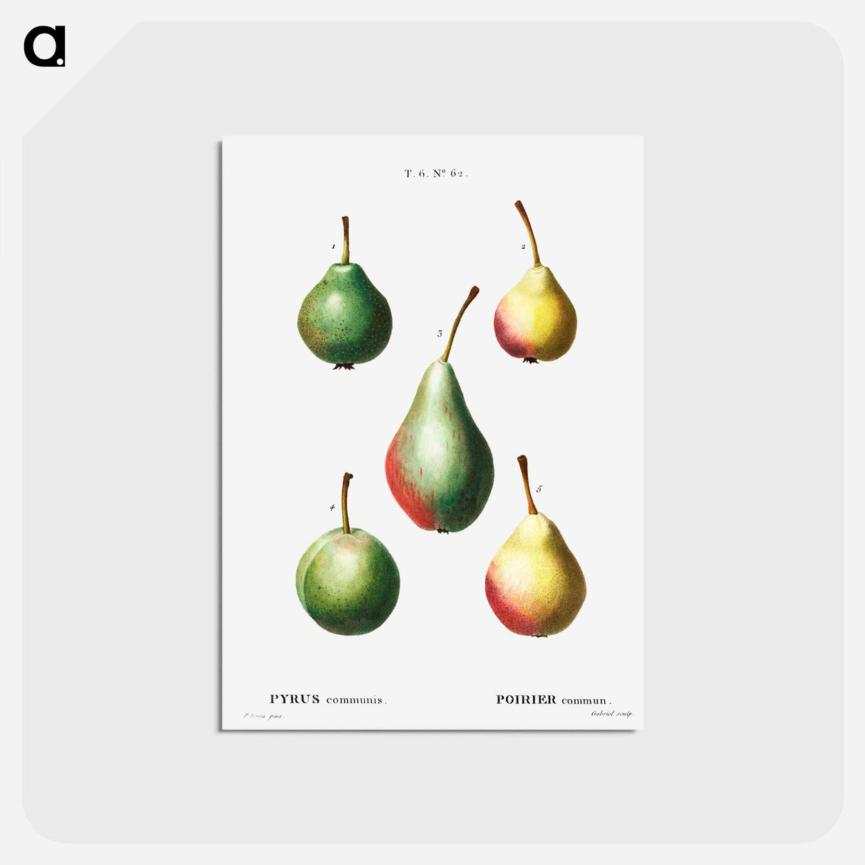 アートポストカード-Pear, Pyrus communis - ピエール ジョゼフ ルドゥーテ Postcard.