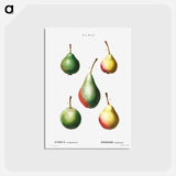 アートポストカード-Pear, Pyrus communis - ピエール ジョゼフ ルドゥーテ Postcard.