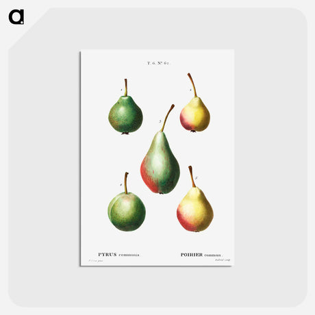 アートポストカード-Pear, Pyrus communis - ピエール ジョゼフ ルドゥーテ Postcard.