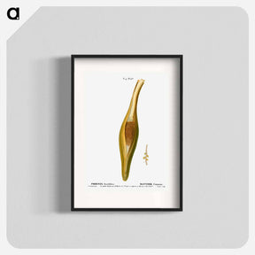 アートポスター-Date palm, Phoenix dactylifera - ピエール ジョゼフ ルドゥーテ Poster.