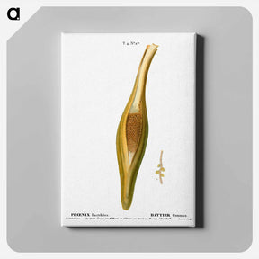 アートパネル-Date palm, Phoenix dactylifera - ピエール ジョゼフ ルドゥーテ Canvas.