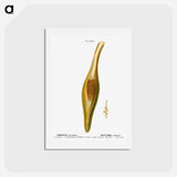 アートポストカード-Date palm, Phoenix dactylifera - ピエール ジョゼフ ルドゥーテ Postcard.
