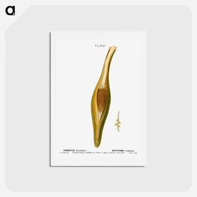 アートポストカード-Date palm, Phoenix dactylifera - ピエール ジョゼフ ルドゥーテ Postcard.