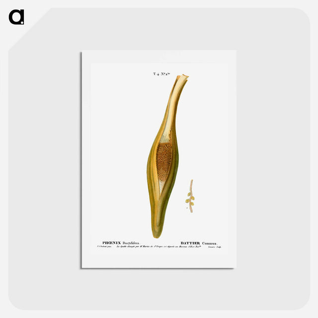 アートポストカード-Date palm, Phoenix dactylifera - ピエール ジョゼフ ルドゥーテ Postcard.
