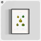 Figs, Ficus - Pierre-Joseph Redouté Poster.