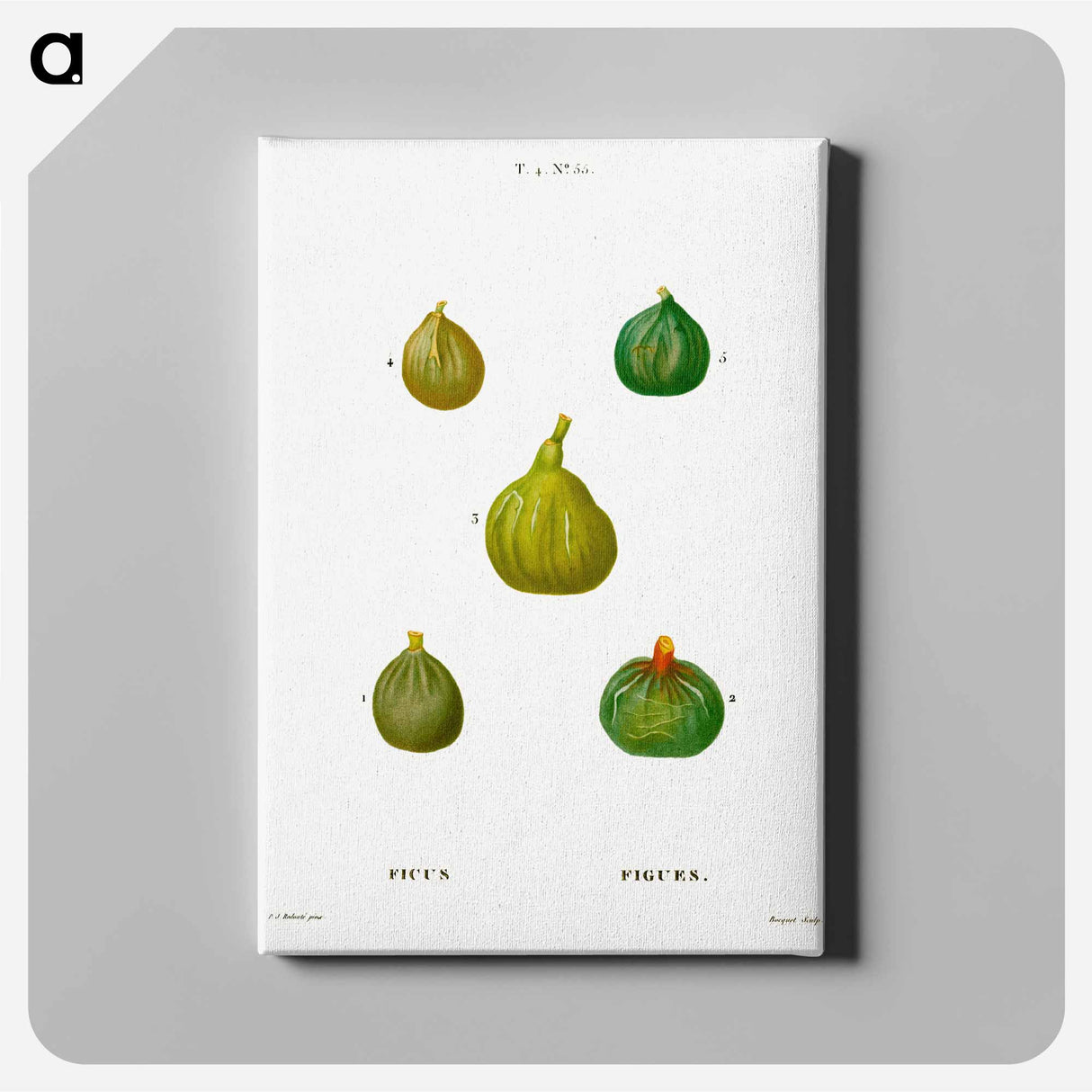 アートパネル-Figs, Ficus - ピエール ジョゼフ ルドゥーテ Canvas.