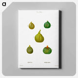 アートパネル-Figs, Ficus - ピエール ジョゼフ ルドゥーテ Canvas.
