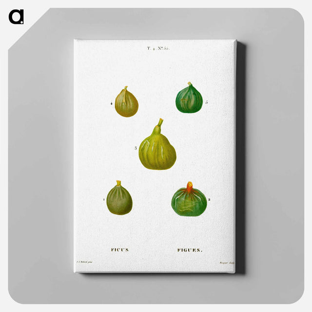アートパネル-Figs, Ficus - ピエール ジョゼフ ルドゥーテ Canvas.